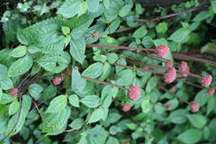 Lecanthus peduncularis